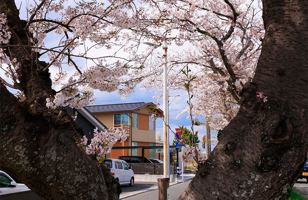 桜を眺望する住まい