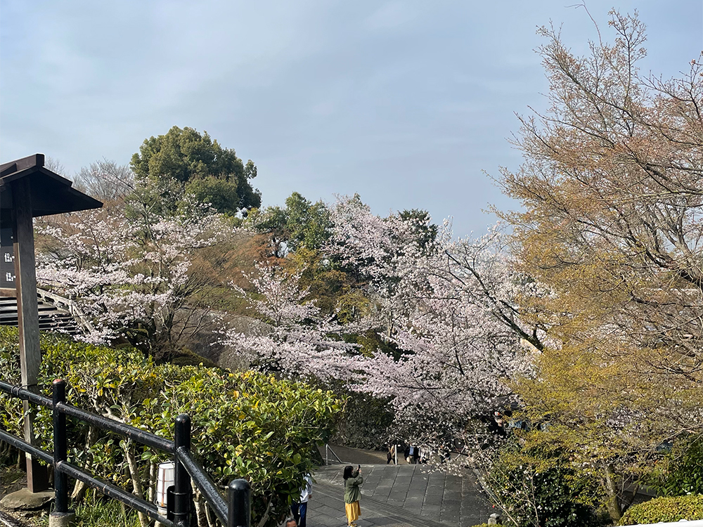 清水寺からの桜の風景